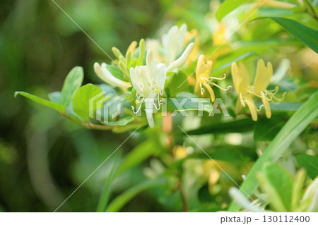 爽やか　スイカズラの花 130112400