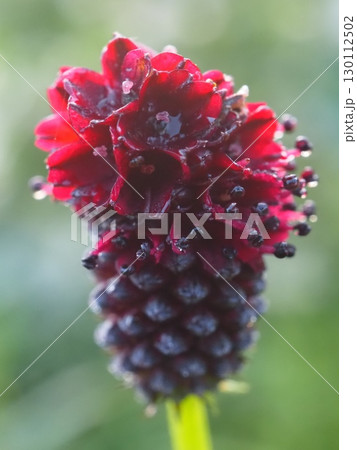 朝露纏うワレモコウ（20250819060259） 130112502