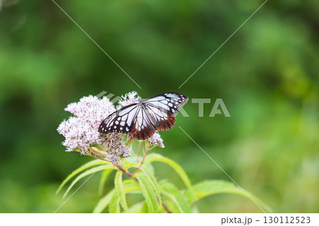 花の蜜を吸うアサギマダラ 花の蜜を吸うアサギマダラ 130112523