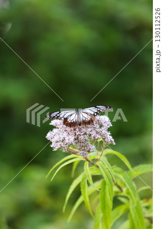 花の蜜を吸うアサギマダラ 130112526