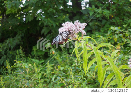 花の蜜を吸うアサギマダラ 130112537