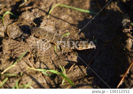 This image features a detailed closeup view of a larvae crawling on damp, earthy soil 130112552
