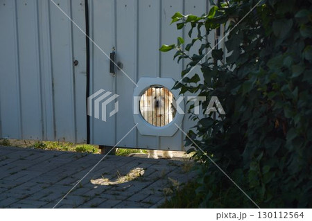 A Curious Dog is Peeking Through a Gate, Eagerly Observing the World Outside of Its Home 130112564