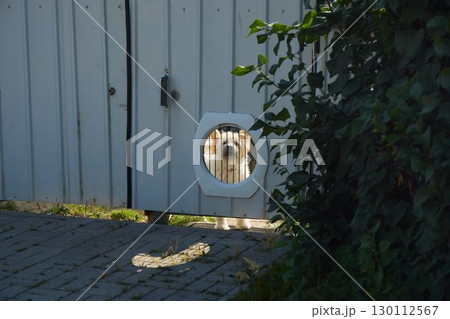 An inquisitive dog happily peeking through the small pet door located in the garden gate An inquisitive dog happily peeking through the small pet door located in the garden gate 130112567