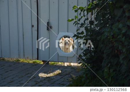 A Curious Dog Peeking Through a Fence, Eager to Explore Beyond Its Own Yard and Garden 130112568