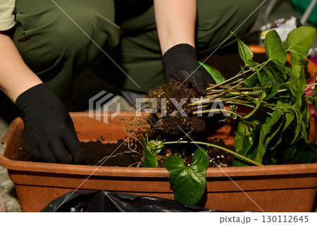 Gardening Repotting Your Houseplants Properly for Better and Healthier Growth Overall Gardening Repotting Your Houseplants Properly for Better and Healthier Growth Overall 130112645