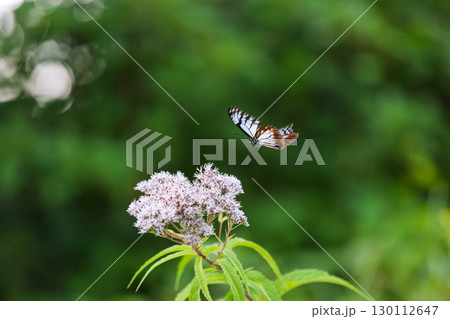 舞い飛ぶアサギマダラ 130112647