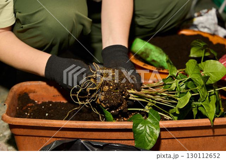 Taking Care When Planting and Nurturing Indoor Potted Plants Using the Right Techniques 130112652