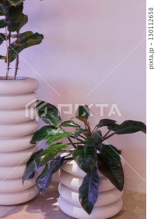 Discover Stylish Indoor Plants Beautifully Arranged in Modern Pots for Your Home Decor 130112658