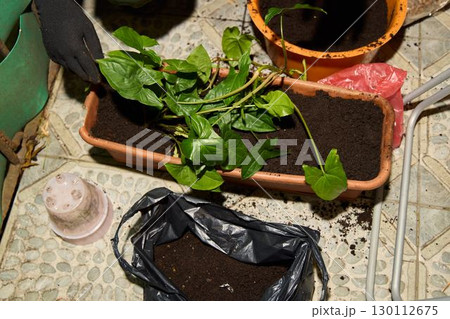 Indoor Planting and Gardening Setup to Enhance Your Home and Create a Thriving Green Space Indoor Planting and Gardening Setup to Enhance Your Home and Create a Thriving Green Space 130112675