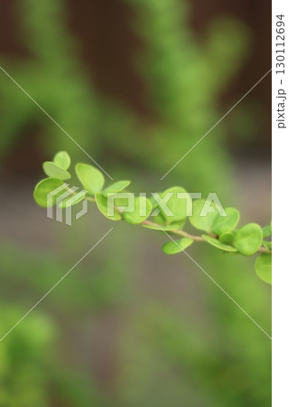 CloseUp Image Featuring a Lush Green Plant Stem Along with Its Beautiful Leaves Displayed 130112694