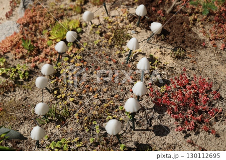 This is a whimsical garden scene featuring delightful white mushrooms amid vibrant, colorful plants 130112695