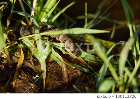 A CloseUp View of a Snake Found in the Tall Grass at the Edge of the Water Source A CloseUp View of a Snake Found in the Tall Grass at the Edge of the Water Source 130112726