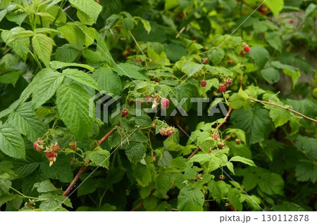 A Vibrant Raspberry Bush Loaded with Ripening Fruit, Perfect For Natural Gardens and Farms 130112878