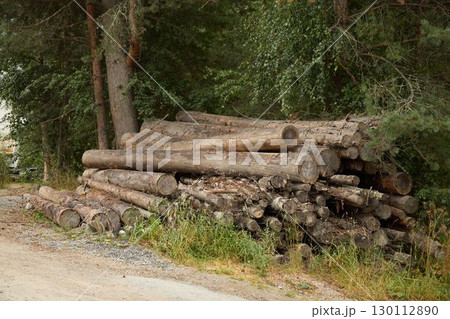 Stacked Logs Positioned Along the Serene Forest Pathway Underneath the Canopy of Trees 130112890