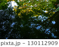 水面に写っている大きな木 130112909