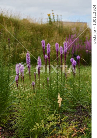 Vibrant and colorful wildflowers are blooming beautifully in a stunning scenic landscape Vibrant and colorful wildflowers are blooming beautifully in a stunning scenic landscape 130112924