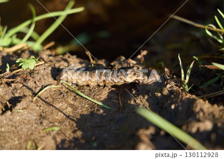 A Caterpillar Slowly Crawling on Soil Surrounded by Grass in Its Natural Environment A Caterpillar Slowly Crawling on Soil Surrounded by Grass in Its Natural Environment 130112928