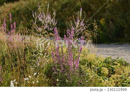 The Wildflower Meadow is in full bloom, showcasing its stunning beauty and vibrant colors 130112999