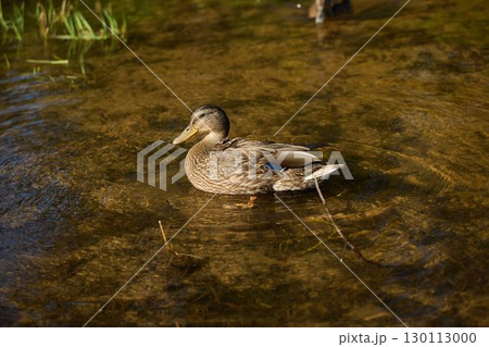 A Serene Duck Gracefully Swimming in the Clear and Refreshing Water of a Tranquil Pond A Serene Duck Gracefully Swimming in the Clear and Refreshing Water of a Tranquil Pond 130113000
