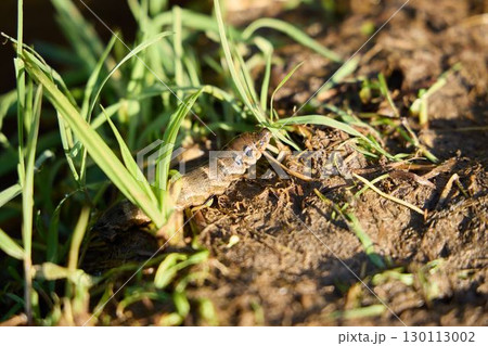 Lizard in Grass An Intimate CloseUp Photography Showcasing Nature and Its Beautiful Wonders 130113002