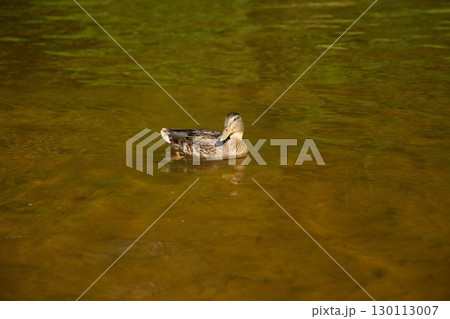 A Serene Duck Gracefully Swimming in Calm and Peaceful Waters Surrounded by Nature 130113007