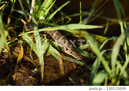 A snake camouflaged in the grass by the tranquil water, blending beautifully with nature A snake camouflaged in the grass by the tranquil water, blending beautifully with nature 130113009