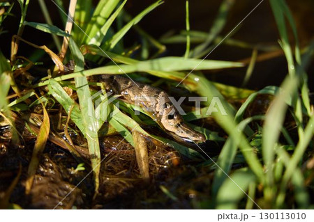 CloseUp View of a Lizard Hiding Among the Green Grass in its Natural Habitat Environment 130113010