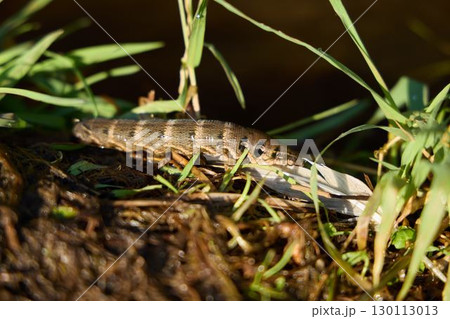 Colorful Freshwater Shrimp Found on a Riverbank That is Surrounded by Lush Green Grass 130113013