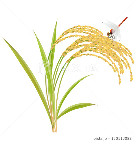 稲と赤とんぼ 稲と赤とんぼ 130113082