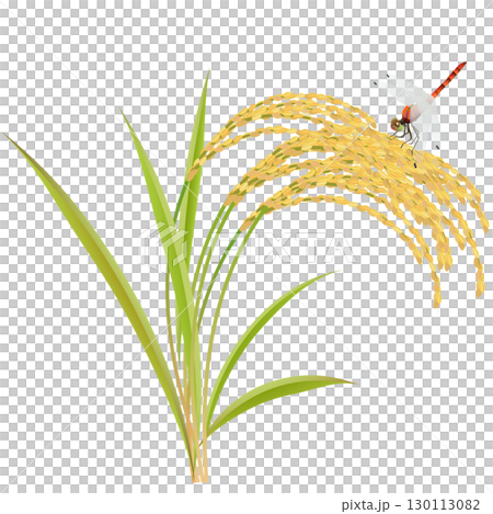 稲と赤とんぼ 稲と赤とんぼ 130113082