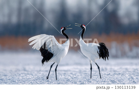 タンチョウヅル 130113139