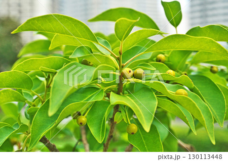 黄緑色のソヨゴの実(夏、八月) 黄緑色のソヨゴの実(夏、八月) 130113448