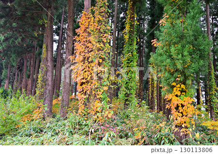 晩秋の魚沼の里　杉林のツタ類の紅葉　南魚沼市　　 130113806