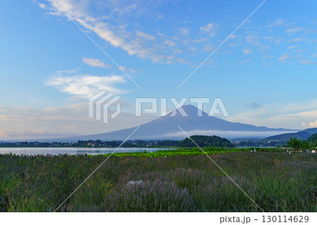 【山梨県】河口湖と富士山・大石公園(富士河口湖町)・夏の富士山(8月) 【山梨県】河口湖と富士山・大石公園(富士河口湖町)・夏の富士山(8月) 130114629