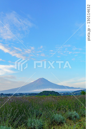 【山梨県】河口湖畔と富士山・大石公園(富士河口湖町)から撮影・夏の富士山(8月) 【山梨県】河口湖畔と富士山・大石公園(富士河口湖町)から撮影・夏の富士山(8月) 130114632