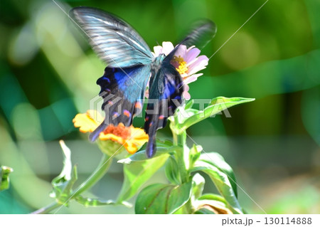 クロアゲハ クロアゲハ 130114888