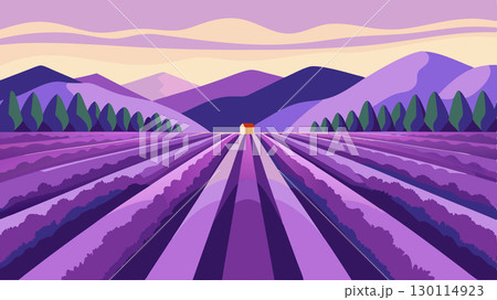 With rows of perfectly manicured lavender this countryside field resembles a work of art in its symmetrical beauty.. With rows of perfectly manicured lavender this countryside field resembles a work of art in its symmetrical beauty.. 130114923
