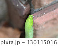スズメガ幼虫 130115016