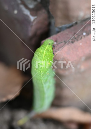 スズメガ幼虫 130115018