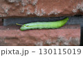 スズメガ幼虫 130115019