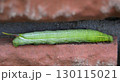 スズメガ幼虫 130115021