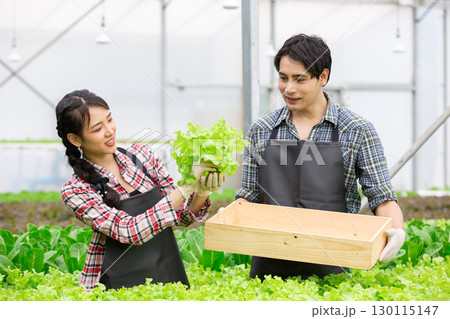 Young man and women Asian farmers harvesting fresh organic lettuce in a modern hydroponic greenhouse, promoting sustainable agriculture, healthy food, and eco friendly farming practices. 130115147