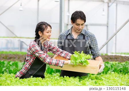 Young man and women Asian farmers harvesting fresh organic lettuce in a modern hydroponic greenhouse, promoting sustainable agriculture, healthy food, and eco friendly farming practices. 130115148