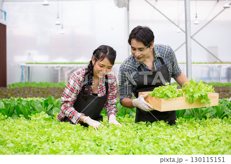 Young man and women Asian farmers harvesting fresh organic lettuce in a modern hydroponic greenhouse, promoting sustainable agriculture, healthy food, and eco friendly farming practices. 130115151