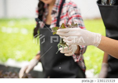Close-up of hands holding hydroponic lettuce in greenhouse. Farmers wearing gloves working in organic farm. Concept of sustainable agriculture, clean food, and modern farming technology. Close-up of hands holding hydroponic lettuce in greenhouse. Farmers wearing gloves working in organic farm. Concept of sustainable agriculture, clean food, and modern farming technology. 130115319