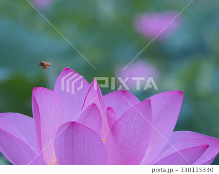 蓮の花に飛んでいるミツバチ 130115330