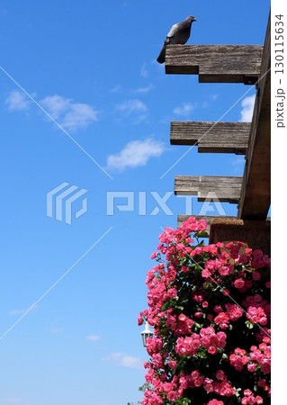 青い空と薔薇と鳩 130115634