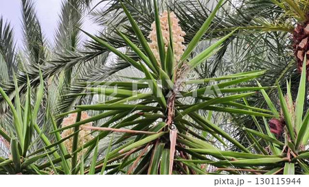A Stunningly Beautiful PineappleStyle Flowering Plant Flourishing in a Lush Tropical Environment A Stunningly Beautiful PineappleStyle Flowering Plant Flourishing in a Lush Tropical Environment 130115944