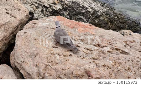 A Pigeon is Resting on a Rocky Shoreline by the Calm Waters of the Beautiful Coast 130115972